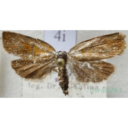 Ptycholoma lecheana (Linnaeus, 1758) Czech4i